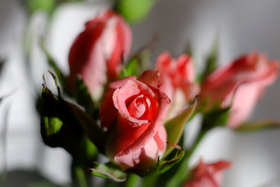 Plant rose garden