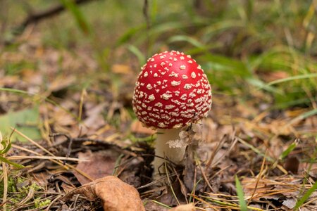Amanita red mushroom