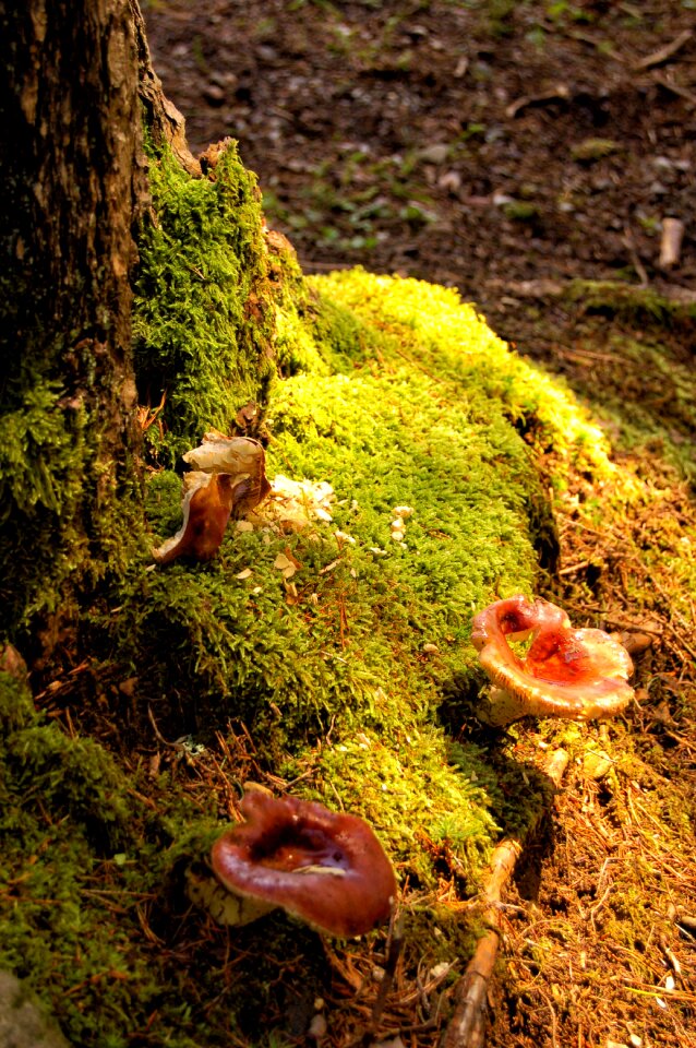 Moss nature autumn