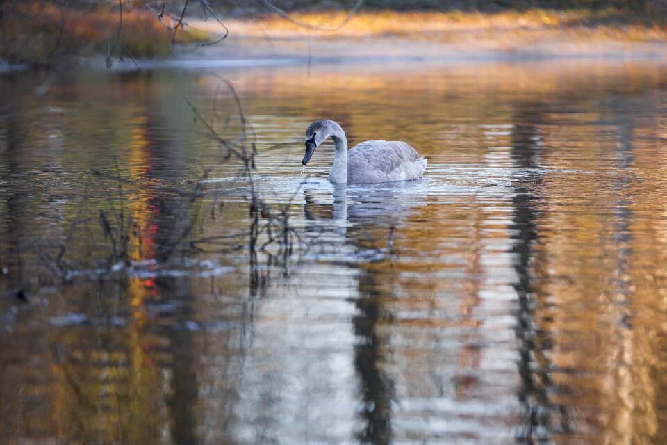 Water bird schwimmvogel water