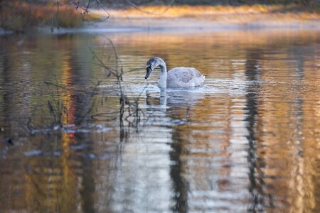 Water bird schwimmvogel water