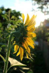Yellow nature flower garden