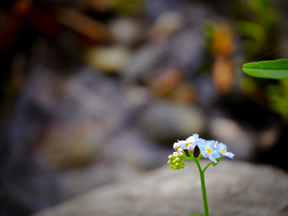Individually bloom close up