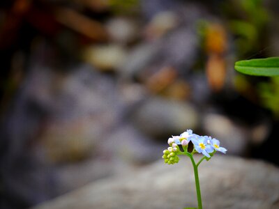 Individually bloom close up