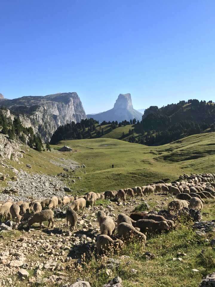 Vercors mount needle sheep