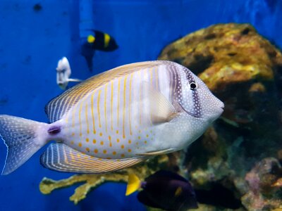 Aquarium exotic fish tropical fish