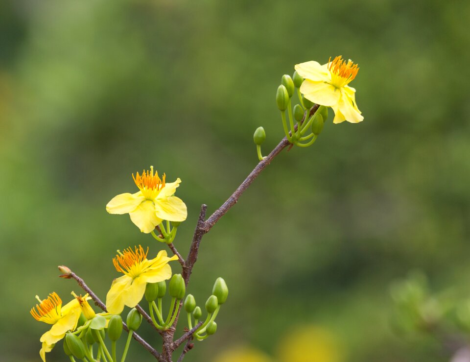 Nature flower viet nam photo