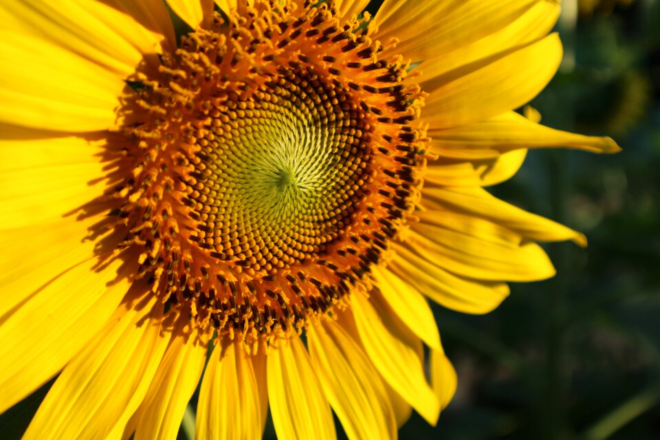Yellow nature flower garden