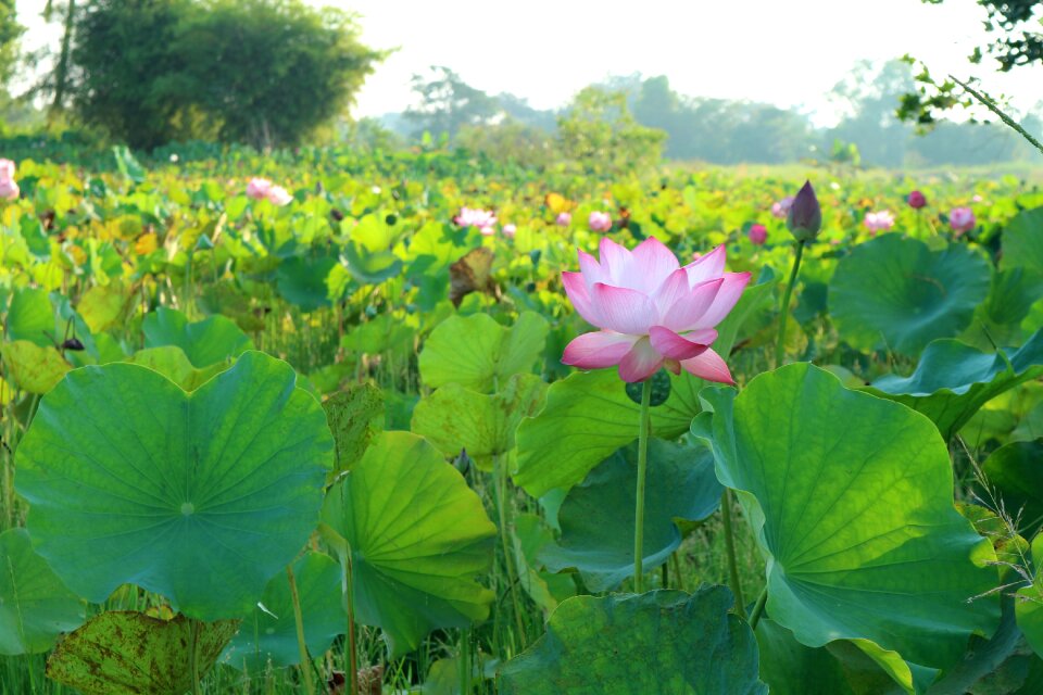 Flowers outdoor pond
