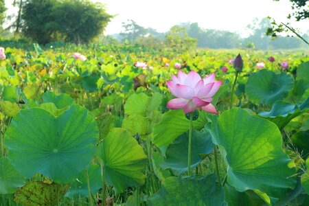 Flowers outdoor pond