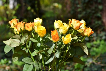 Wedding flowers rose bloom