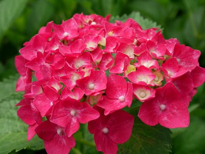 Garden summer hydrangea
