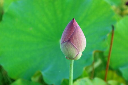 Flowers outdoor pond