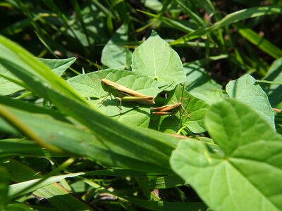 Green nature animal