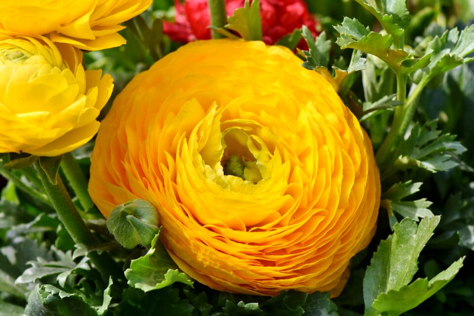 Bloom schnittblume petals