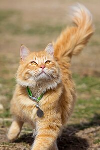 Cat mammal young