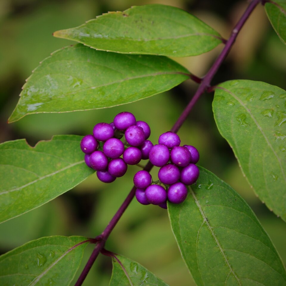 The fruit wood trees