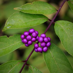 The fruit wood trees