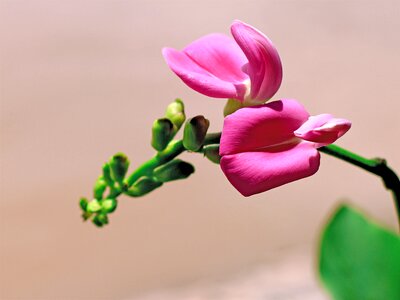 Purple flowers wildflowers flowers bloom photo