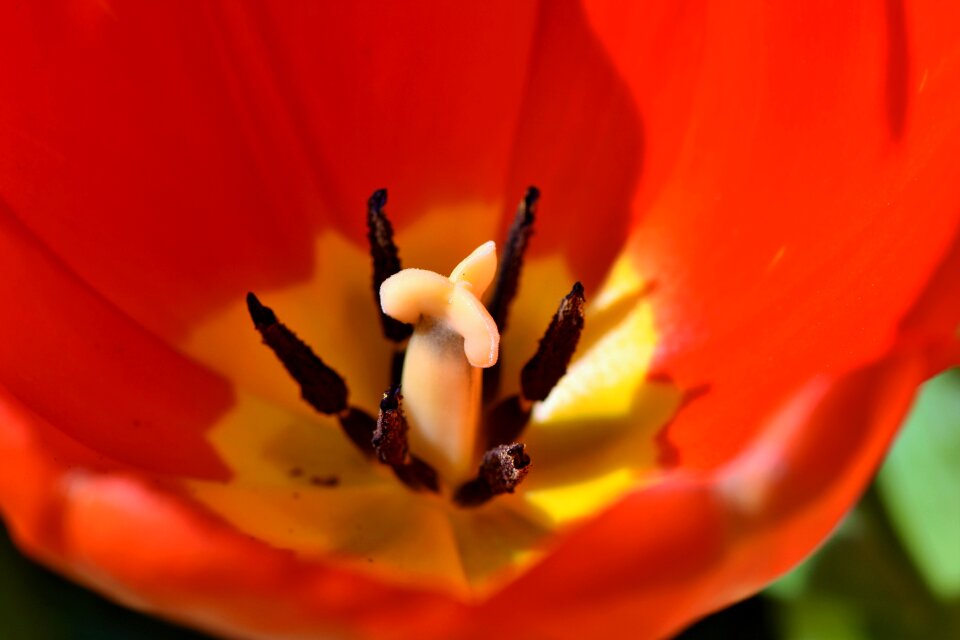 Stamp stamens petals