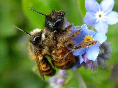 Plant bee wild bee photo
