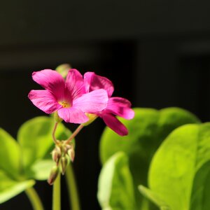 Plants colorful rainbow