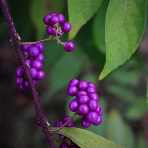 The fruit wood trees photo