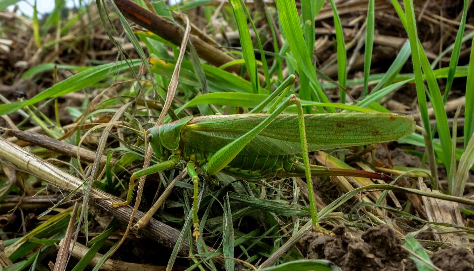 Plant leaf grass photo