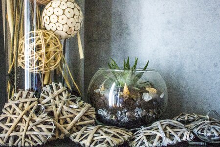 Wood cactus potpourri