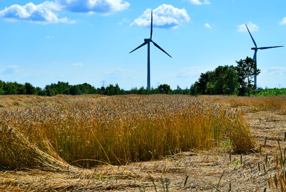 Cereals grain field