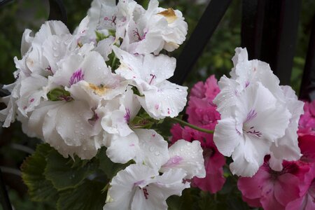 Rain beautiful vivid color