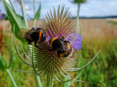 Plant bee wild
