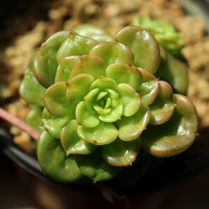 Plants colorful rainbow