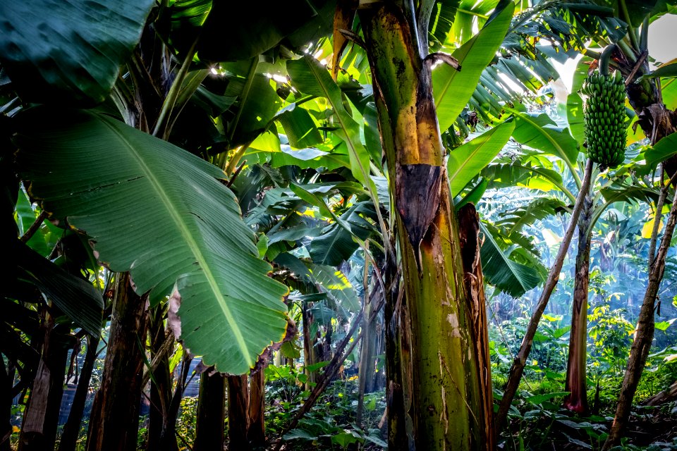 USAID Measuring Impact Conservation Enterprise Retrospective (Uganda; International Gorilla Conservation Program) (38483911740)