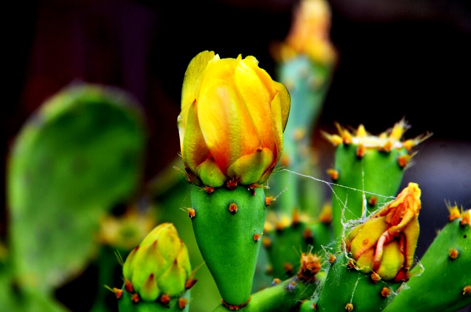 Flower green greece