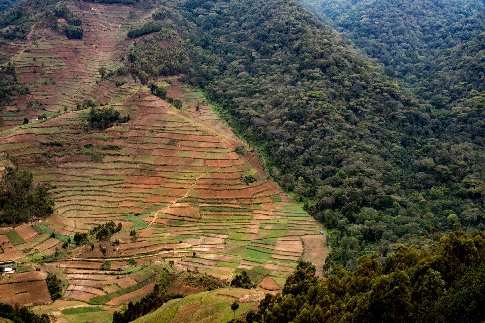 USAID Measuring Impact Conservation Enterprise Retrospective (Uganda; International Gorilla Conservation Program) (38484053220)