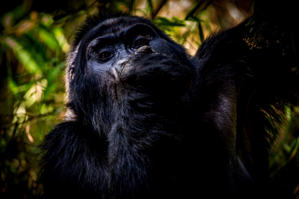 USAID Measuring Impact Conservation Enterprise Retrospective (Uganda; International Gorilla Conservation Program) (39396367355)