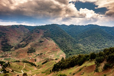 USAID Measuring Impact Conservation Enterprise Retrospective (Uganda; International Gorilla Conservation Program) (38484050770)