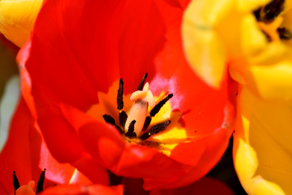 Stamp stamens petals