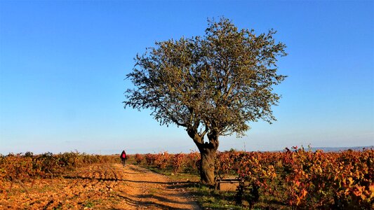 Tree landscape blue sky