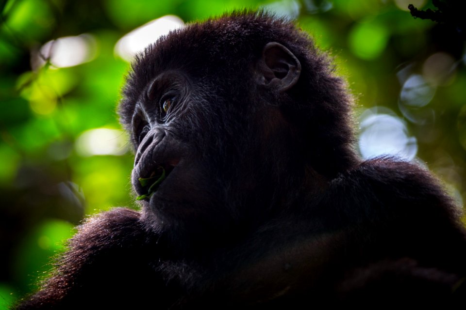 USAID Measuring Impact Conservation Enterprise Retrospective (Uganda; International Gorilla Conservation Program) (38483935990)