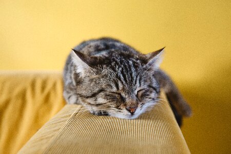 Couch sofa sleeping photo