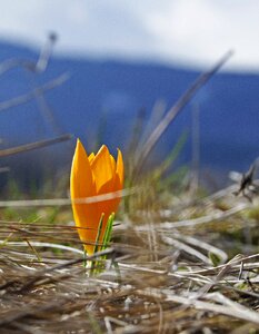 Spring flower plant bright