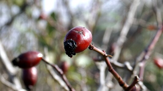 Wild fruits wild nature