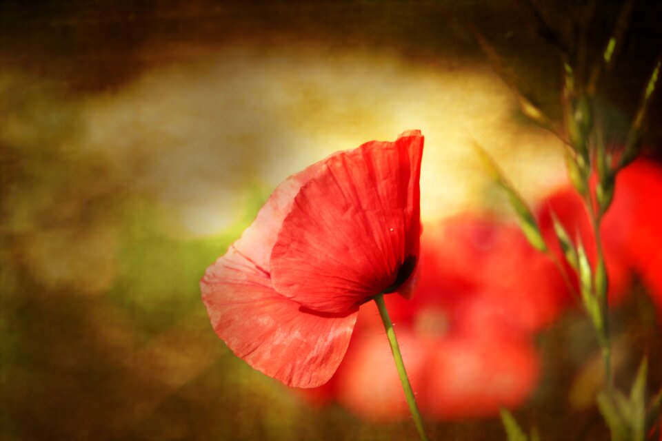 Summer poppy the background