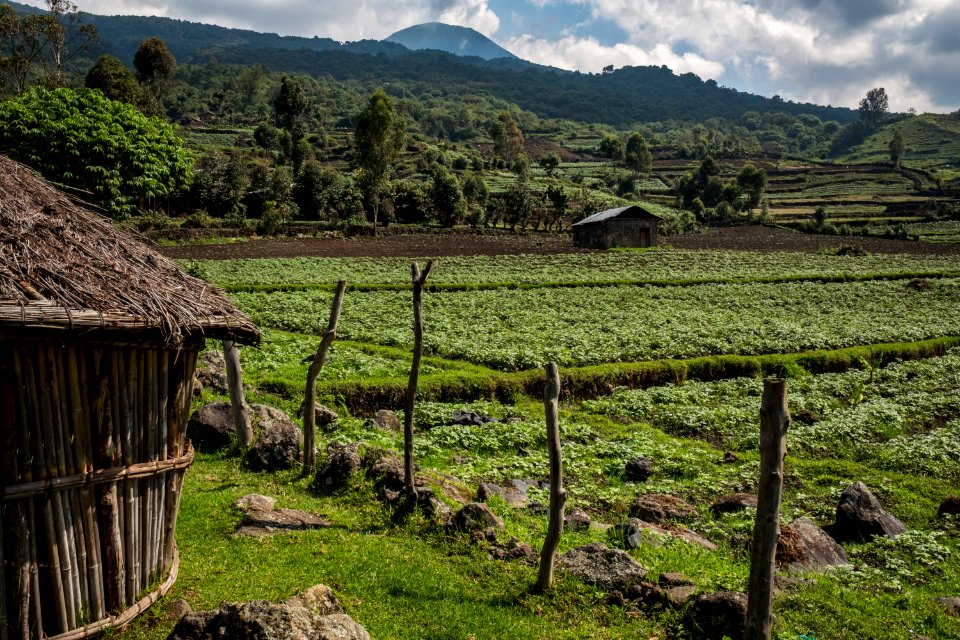 USAID Measuring Impact Conservation Enterprise Retrospective (Uganda; International Gorilla Conservation Program) (38483691080)