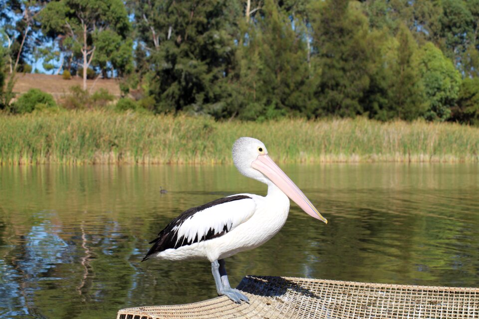 Animal wildlife lake