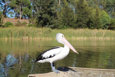 Animal wildlife lake