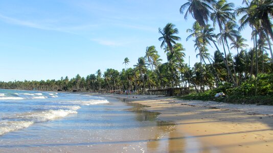 Bahia beach palm trees