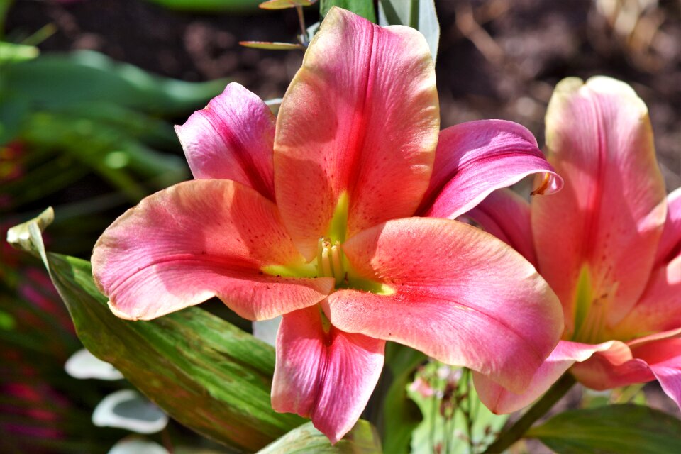 Bloom lilies stamen